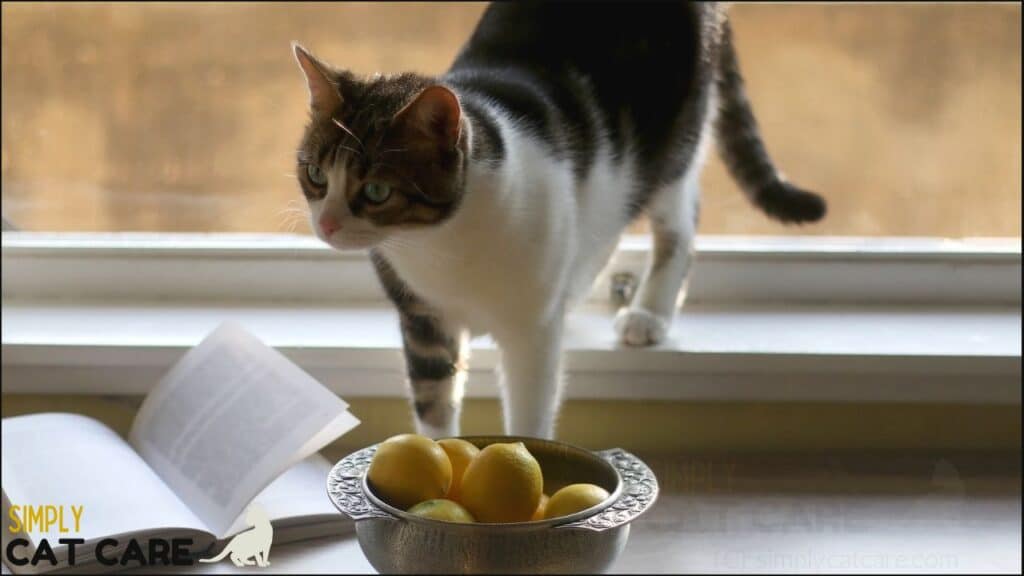 A cat with lemon