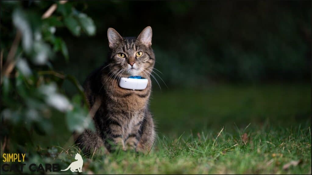 A cat with a GPS monitor