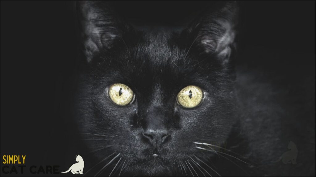 A black cat