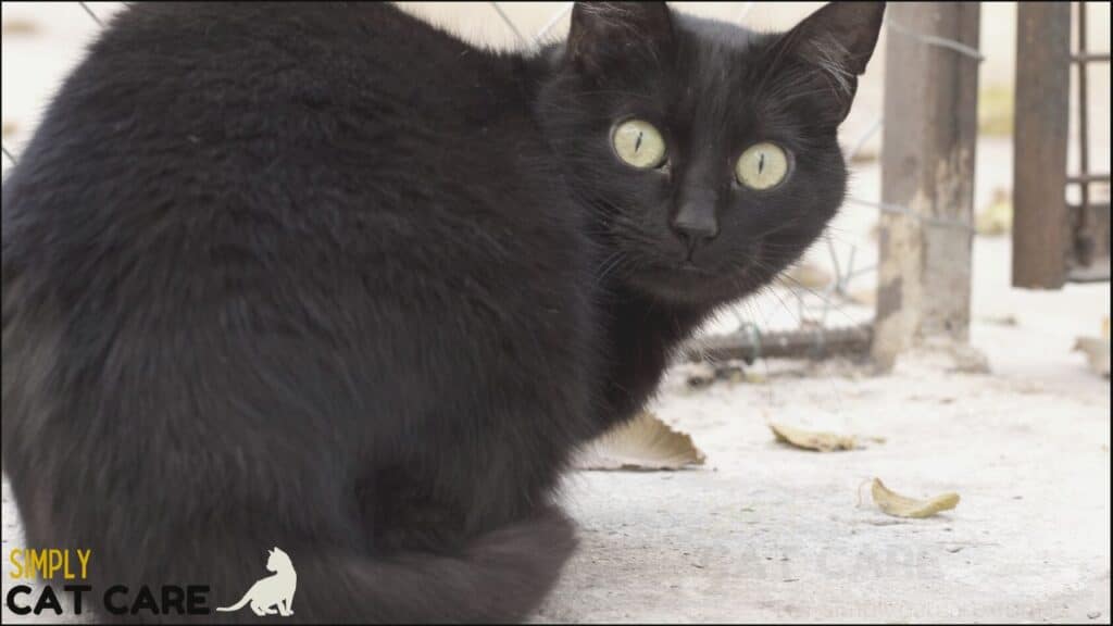 A black cat.