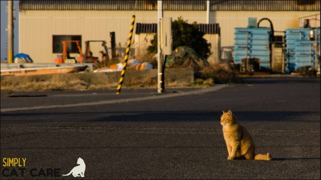 An orange cat on a road