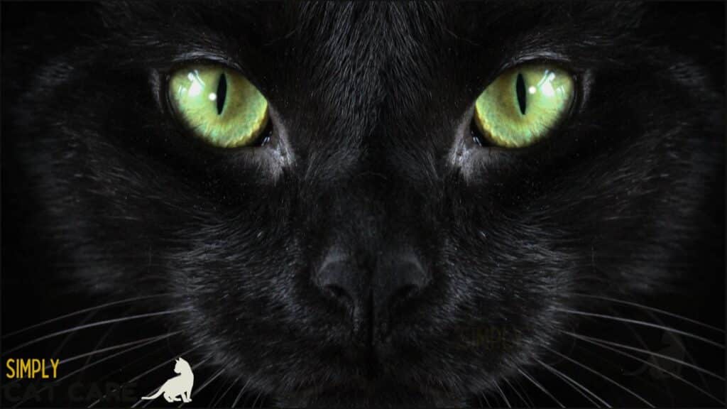A black cat.