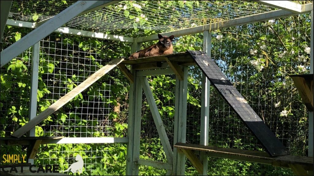 A cat in an enclosure