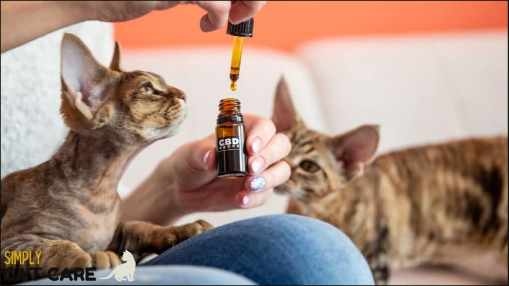 Cats smelling essential oils
