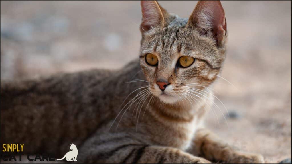 An African wildcat