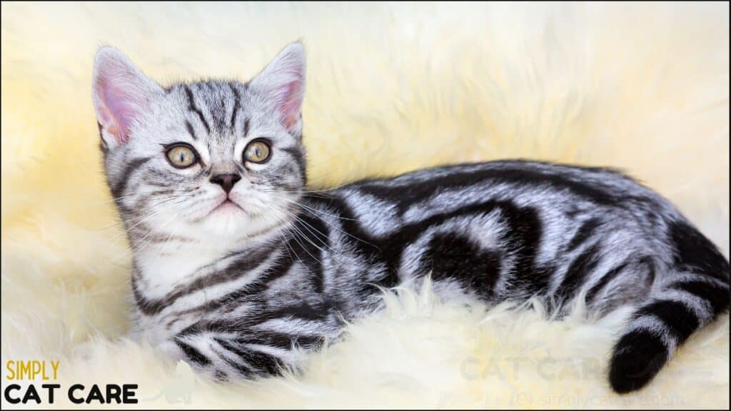 7 Awesome Facts About Tabby Cat Patterns