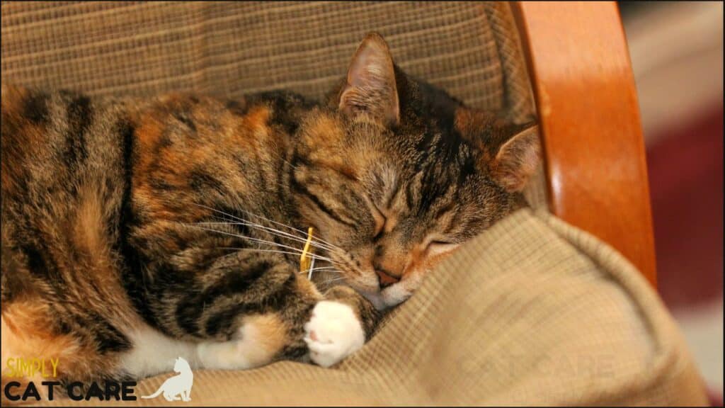 A torbie cat