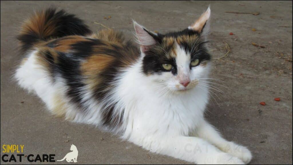 A calico cat