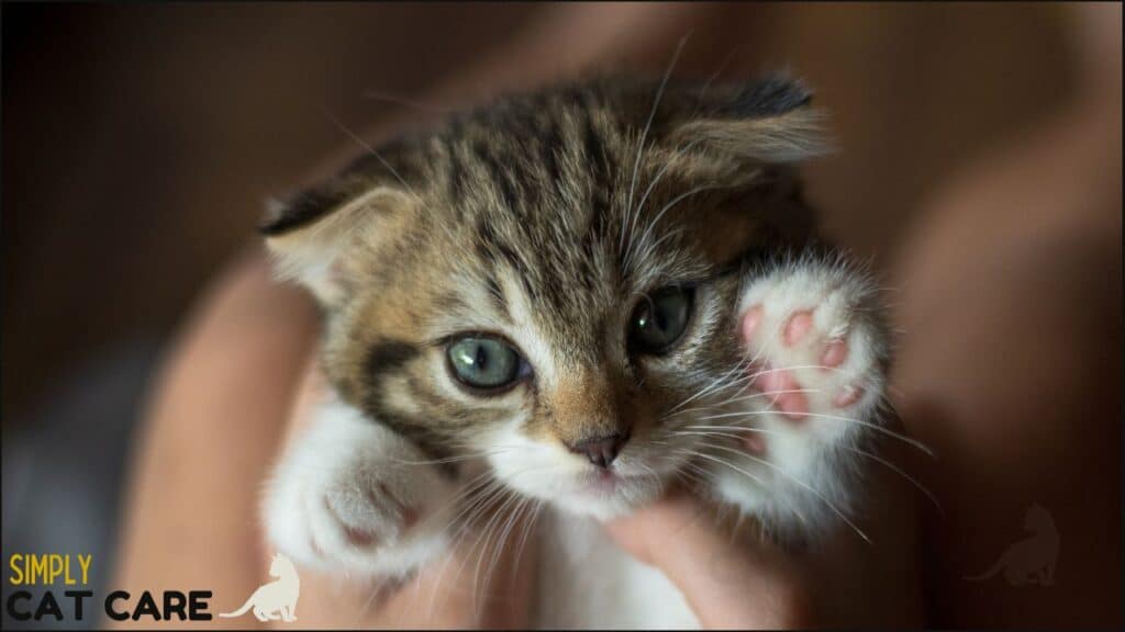A tabby kitten