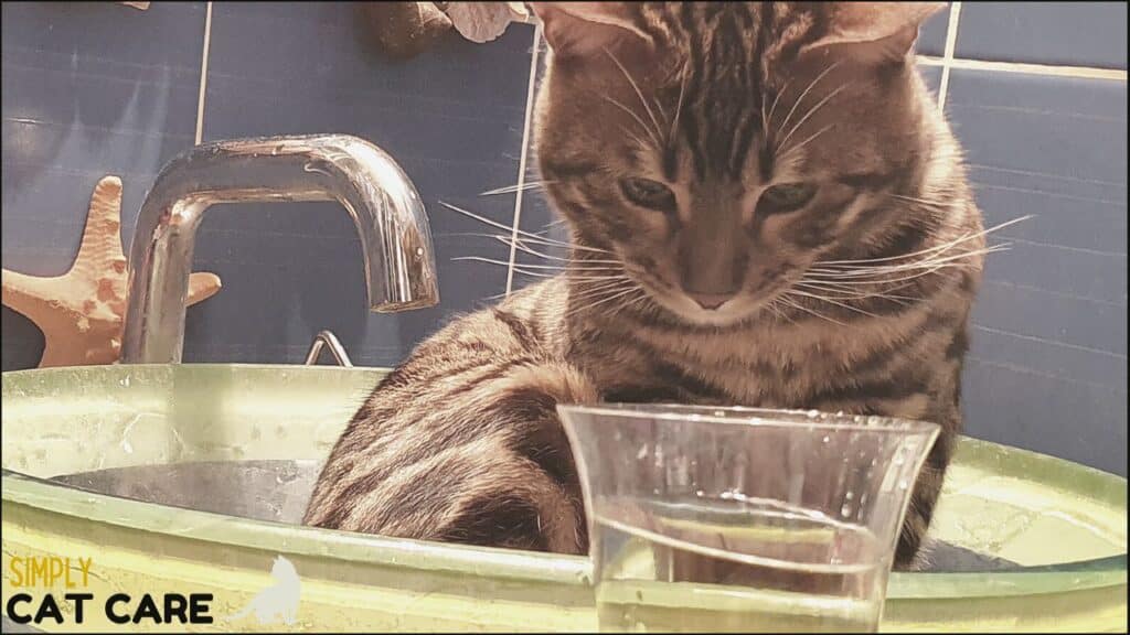 A cat looking at alcohol