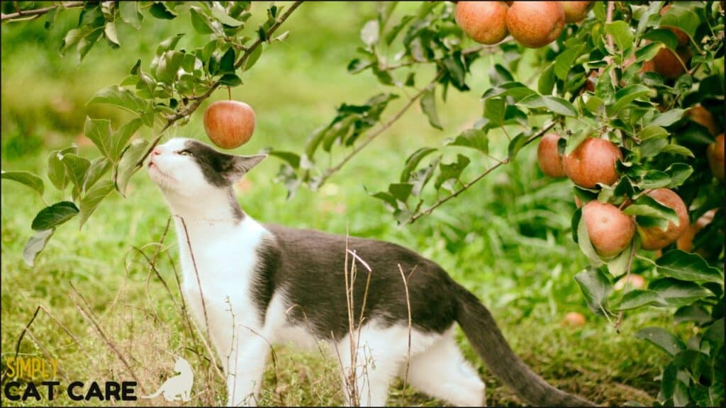 A cat with apples