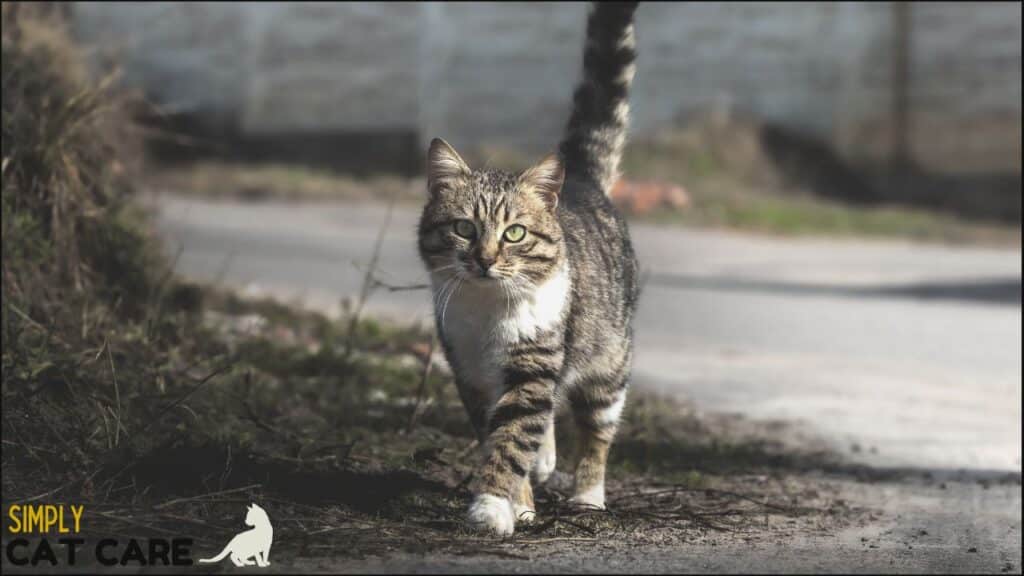 A cat with a raised tail