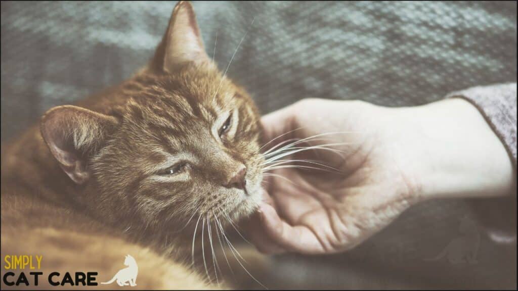 A cat being patted.