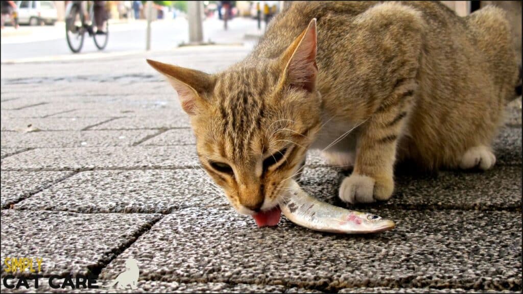 A cat eating fish