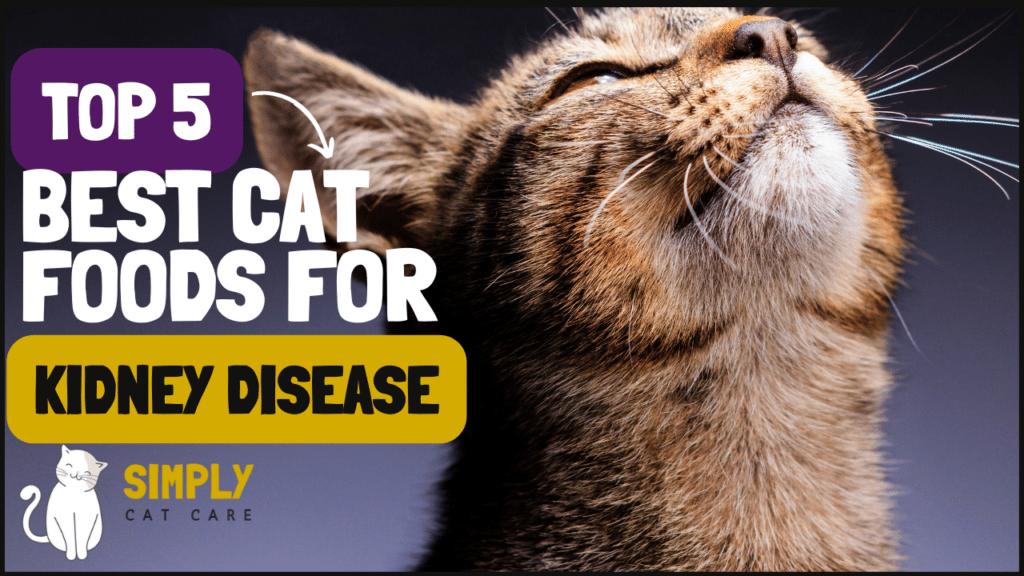 Top 5 Best Cat Foods for Kidney Disease