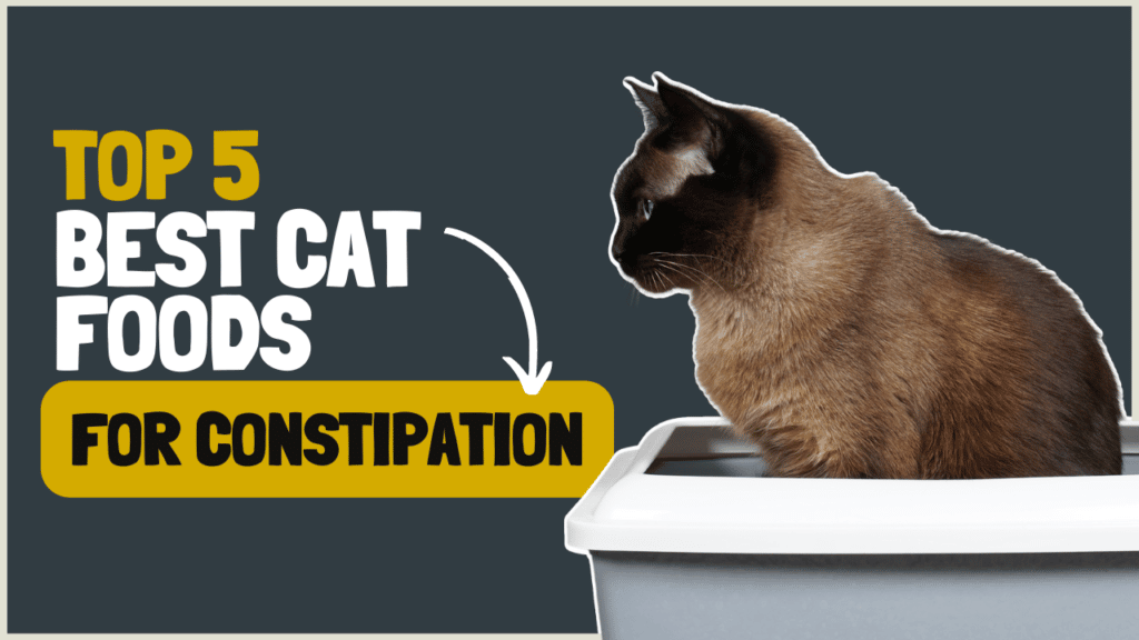Top 5 Best Cat Foods for Constipation. Stop Hard Painful POOS!