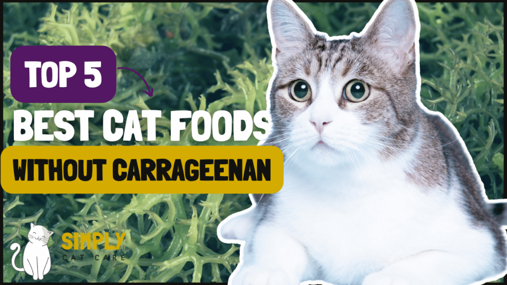5 Best Cat Foods Without Carrageenan