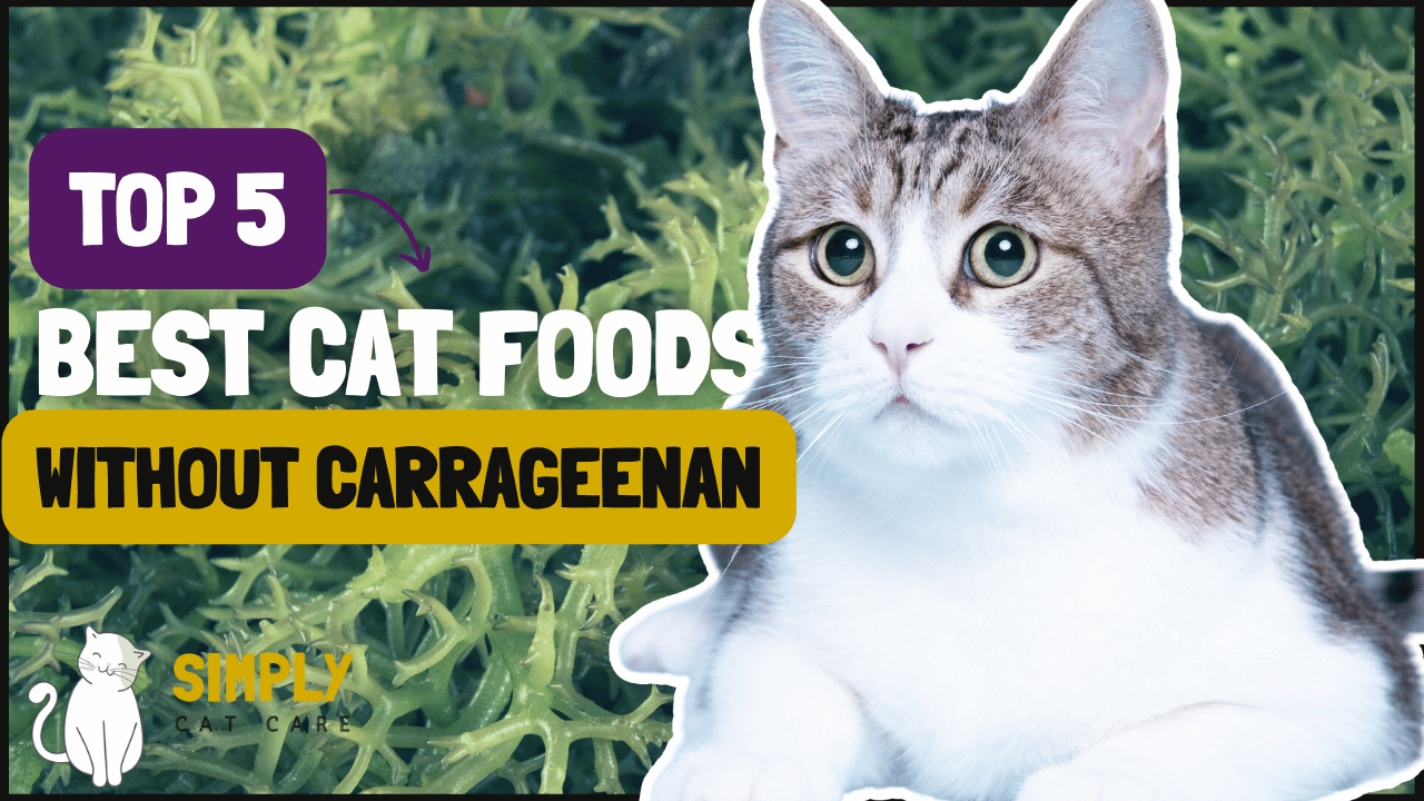 5 Best Cat Foods Without Carrageenan for Easy Digestion for Easy Digestion 2023