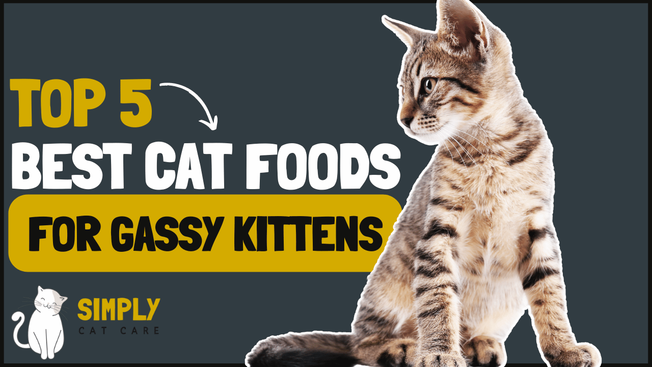 5 Best Cat Food for Gassy Kittens to Clear the Air in 2022