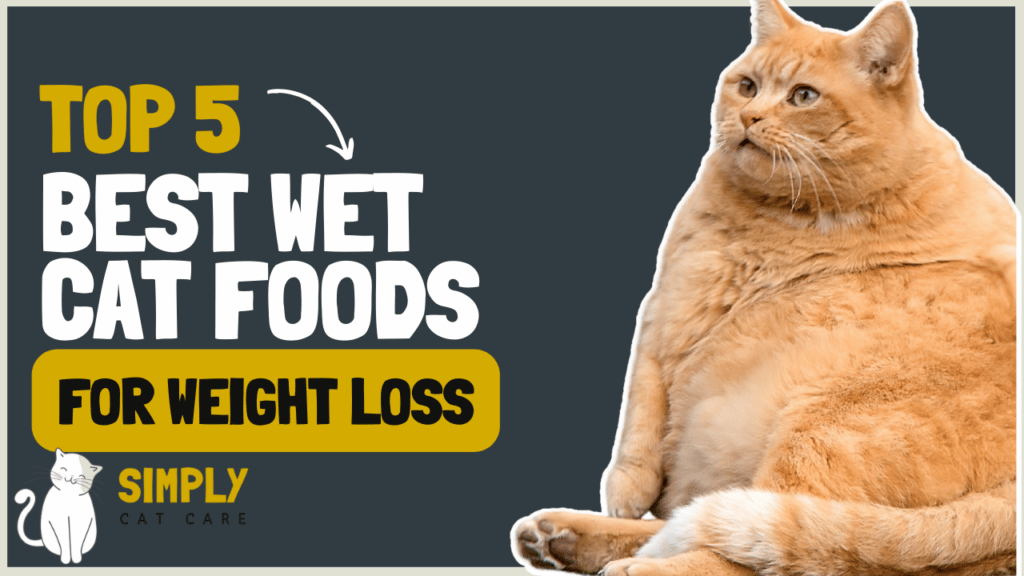 5 Best Wet Cat Food for Weight Loss.