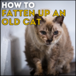 How to Fatten Up An Old Cat?