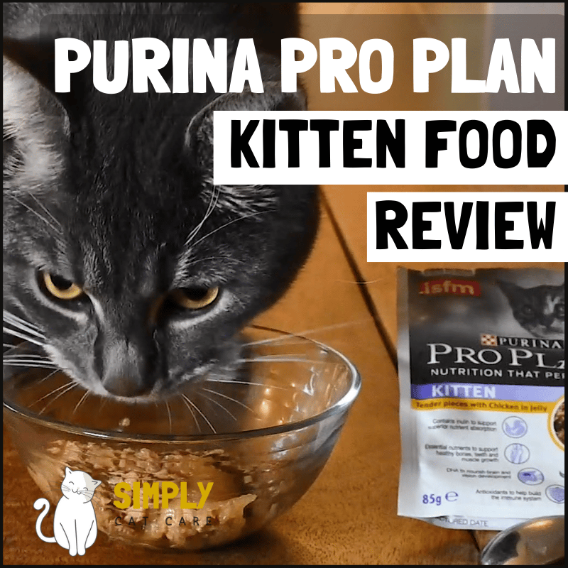Purina Pro Plan kitten food review