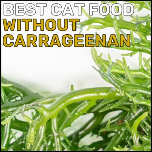 Best Cat Food Without Carrageenan