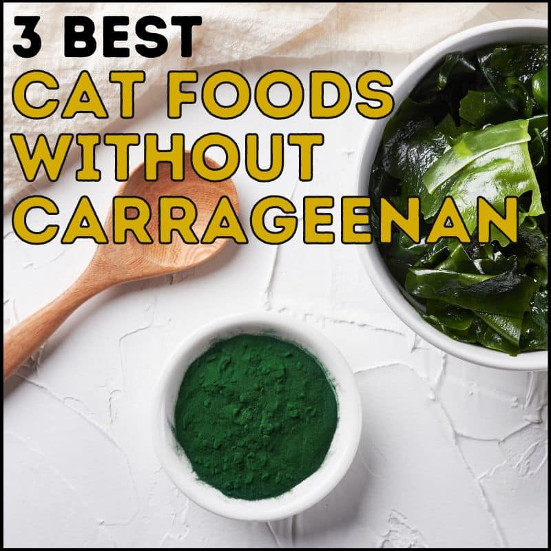 3 Best Cat Foods Without Carrageenan for Easy Digestion