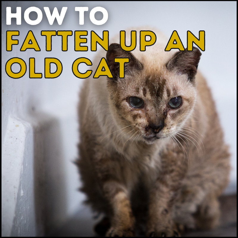 How to Fatten up an Old Cat in 9 Easy Steps