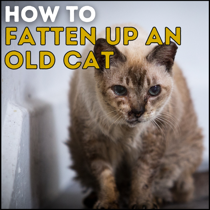 How To Fatten Up An Old Cat 9 Easy Steps Simply Cat Care