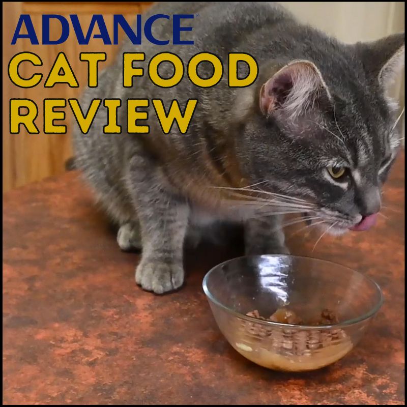 Honest Advance Wet Cat Food Review