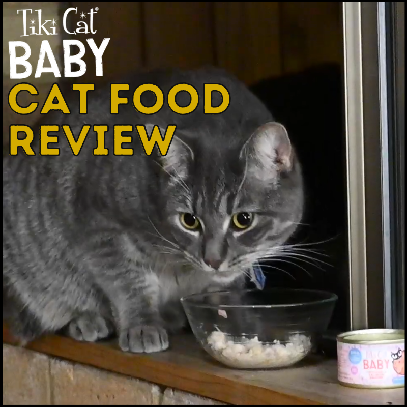 Honest Tiki Baby Cat Food Review