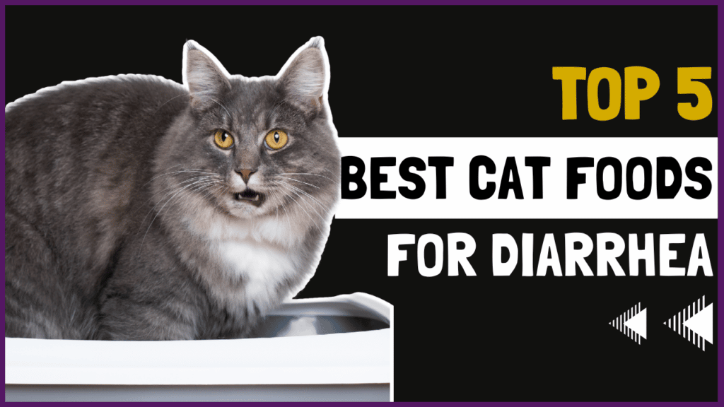5 Best Cat Food for Cats With Diarrhea (Stop Sloppy Wet Poos)