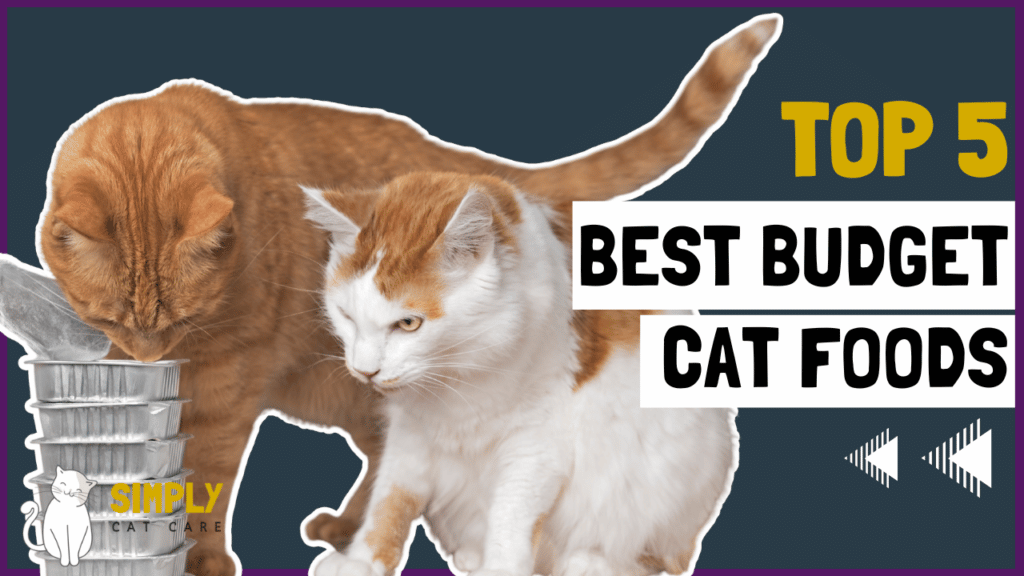 5 Best Budget Cat Foods Your Cat Will Love