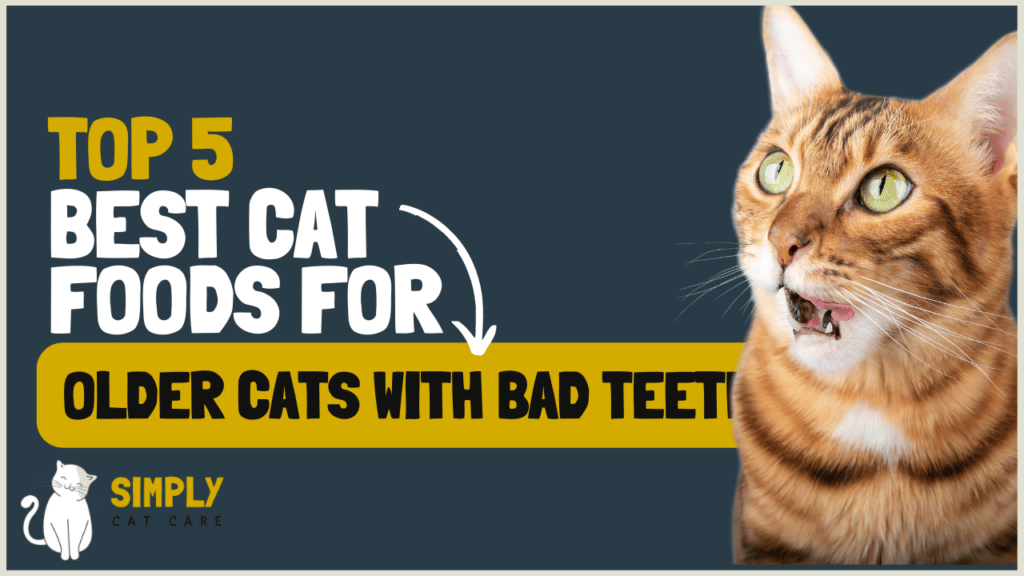 5 Best Cat Foods for Older Cats with Bad teeth