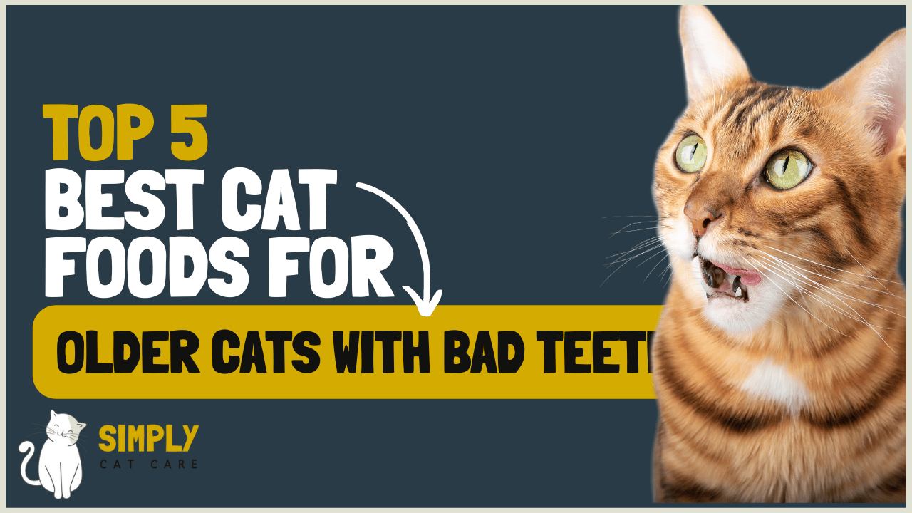 5 Best Cat Food for Older Cats with Bad Teeth Simply Cat Care