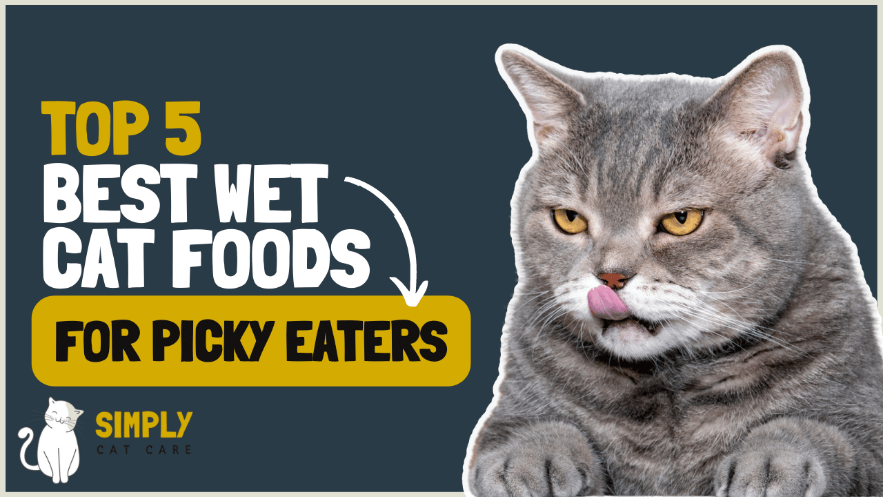 5 Best Wet Cat Food for Picky Eaters to Stop Wasted Food