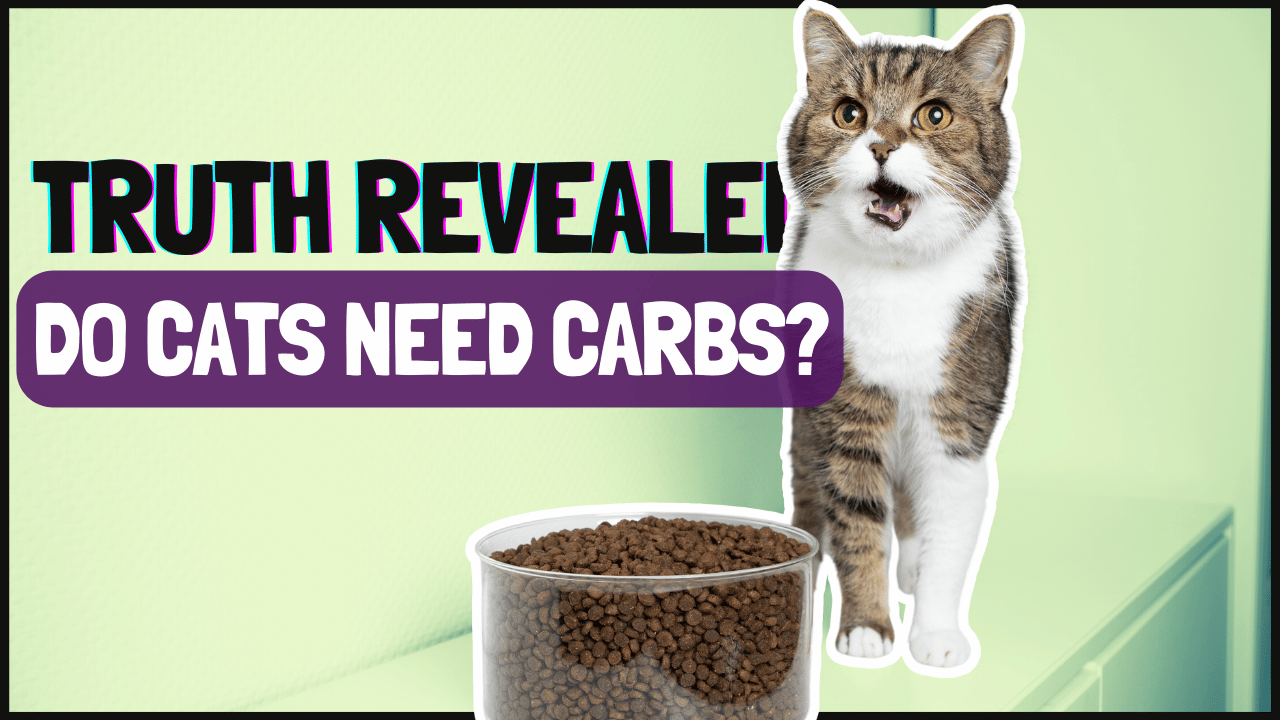 Do Cats Need Carbs? The Truth Revealed Simply Cat Care