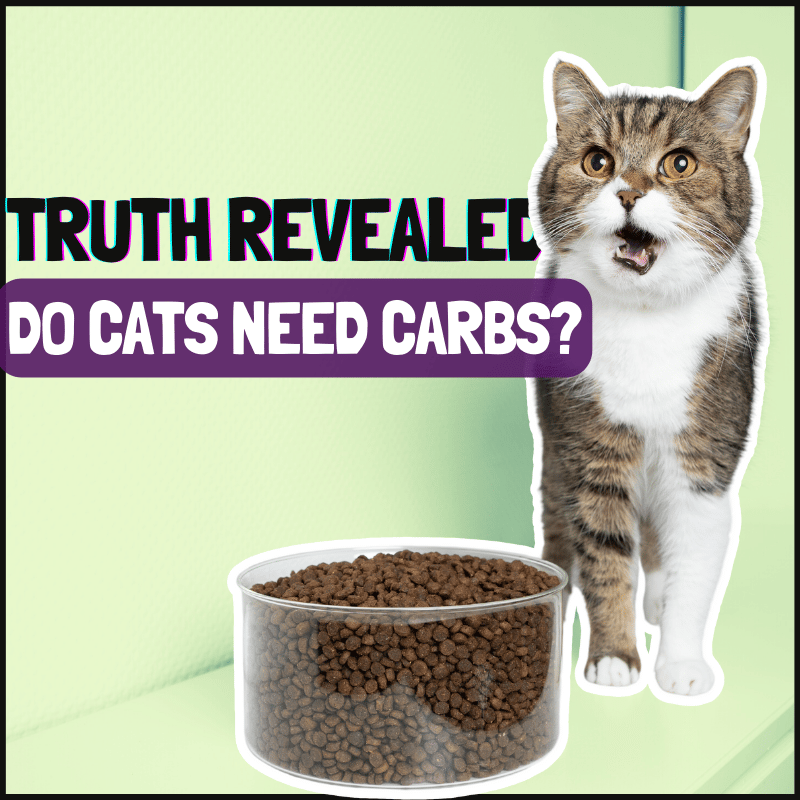 Do Cats Need Carbs? The Truth Revealed