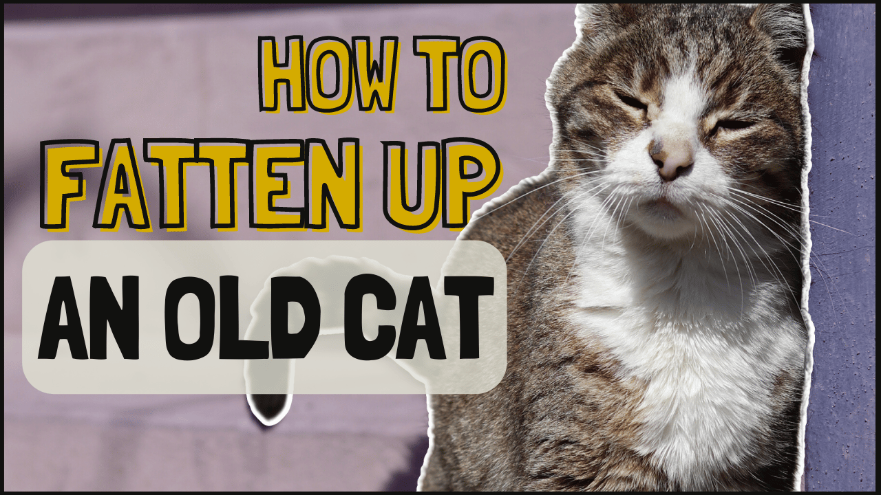 How To Help Elderly Cat Gain Weight