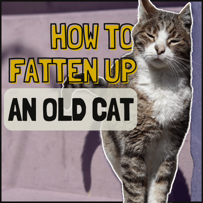 How To Fatten Up An Old Cat 9 Easy Steps Simply Cat Care