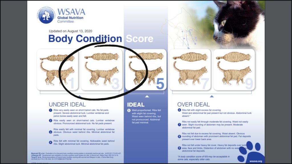 Body condition score for an older cat.