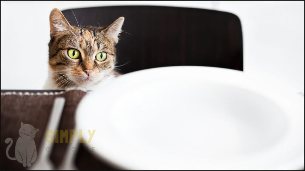 A cat looking at a plate