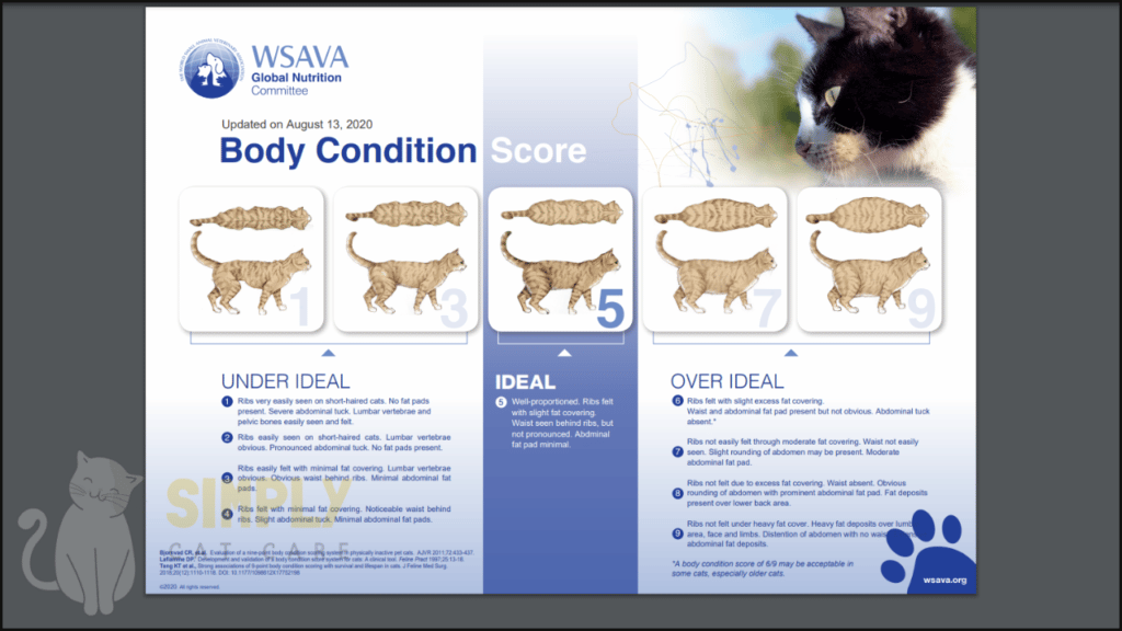 A body condition score chart (BCS) for cats. Aim for a BCS of 5