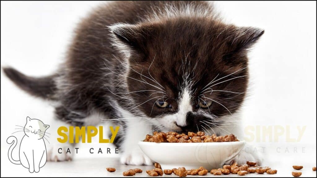 A bowl of dry cat food.