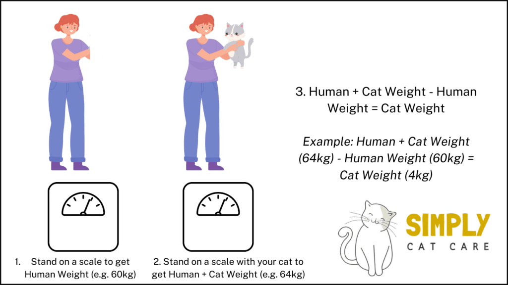 How to find out how much your cat weighs.