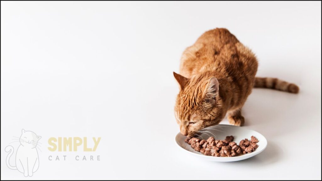 A cat eating wet food.