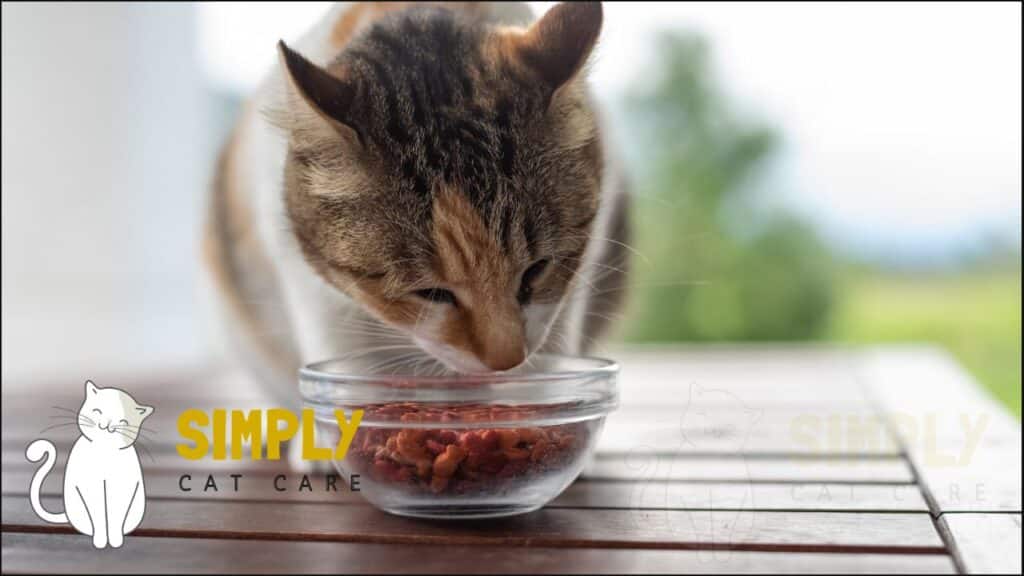 Moisten dry cat food with water to make it easier for an older cat to eat.