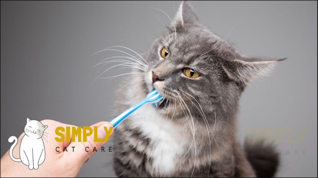 Brushing a cats teeth with a toothbrush.