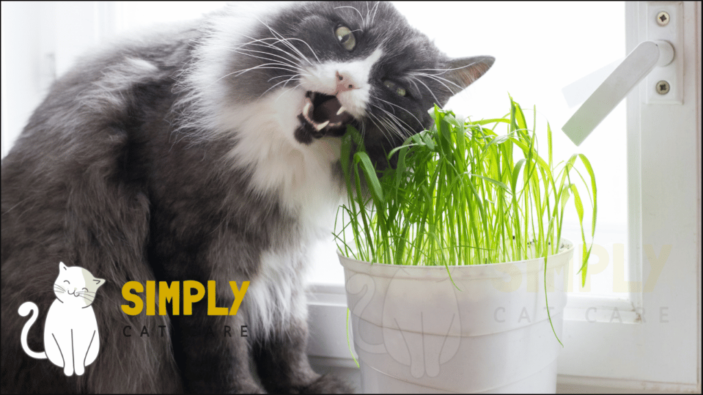 A cat chewing grass. Chewing grass may help clean teeth in cats.